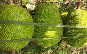 Giá mít Thái hôm nay 23/4: Một nhánh cái nên để mấy trái mít Thái là tốt nhất, giá giảm 1.000 đồng/kg?