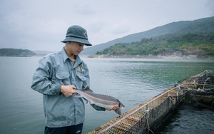 Làm lồng khổng lồ nuôi la liệt cá đặc sản dưới hồ thủy điện ở Đắk Lắk, có thứ cá tầm 20 năm mới đẻ