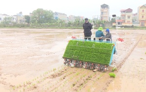 Thường Tín triển khai kế hoạch sản xuất vụ Mùa năm 2022