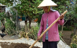 Nông dân ở nơi này của Bình Thuận thu gom thứ nhiều người đi qua &quot;bịt mũi&quot;, phơi khô bán &quot;hút hàng&quot;