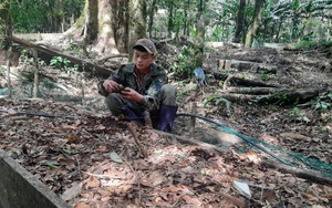 Kon Tum tìm cách đánh thức "kho báu" ẩn sâu dưới tán rừng 1.200ha, là thứ gì mà được coi là quốc bảo?