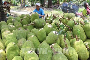 Đồng Tháp: Xót xa cây mít Thái &quot;hết thời&quot;, giá rớt thảm, bán trái mít nặng cả yến chỉ được 30.000 đồng