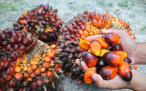 Indonesia cấm xuất khẩu dầu cọ thô và dầu ăn từ 28/4, khuyến cáo "nóng" các DN Việt Nam