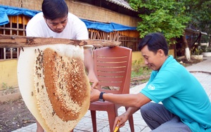 Cà Mau đăng ký kỷ lục: Tổ ong lớn nhất Việt Nam và lẩu mắm lớn nhất Việt Nam