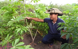 Nhiều nông dân mua nhầm giống khoai mì kháng bệnh khảm lá &quot;dỏm&quot;