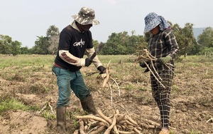 Cám cảnh trồng mì ở Gia Lai, nắng chang chang nhổ lên lèo tèo mấy củ còi dí, nông dân lỗ nặng hết chỗ nói