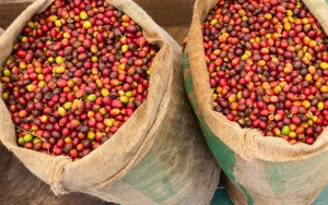 Giá nông sản hôm nay 26/4: Cà phê đồng loạt giảm mạnh, robusta kỳ hạn mất hơn 4%; tiêu tăng trở lại