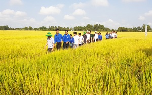 Giá phân bón tăng, nông dân miền Tây sẽ áp dụng quy trình trồng lúa tiên tiến để giảm chi phí 