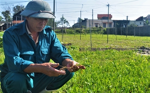 Sa sâm là cây gì mà dân Quảng Bình trồng trên cát, bán làm rau cũng đắt, nhổ củ bán còn đắt hơn?