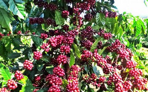 Xuất khẩu sang Bỉ tăng vọt, tác động mạnh toàn ngành cà phê Việt Nam