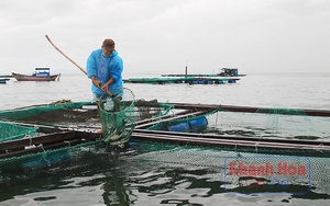 Khánh Hòa: Chen chúc nuôi thủy sản trên vịnh Vân Phong, đâu là cách chấm dứt tình trạng "mạnh ai nấy chiếm"?