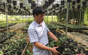 Ba loài lan rừng quý hiếm đang được nhân giống tại Khu bảo tồn thiên nhiên nào ở tỉnh Thanh Hóa?