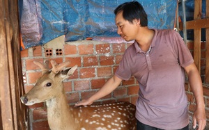 Bỏ lương 20 triệu, kỹ sư xây dựng về quê Lâm Đồng nuôi loài thú &quot;mọc thứ đại bổ&quot; trên đầu, thu tiền tỷ