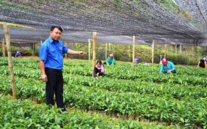 Lào Cai: Tiên phong nuôi ếch Thái Lan, ươm quế, Chủ tịch Hội Nông dân xã đem sức sống mới về Bản Mế