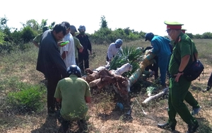 Ninh Thuận: Điều tra nhóm lâm tặc dùng cây đánh nhân viên bảo vệ rừng phòng hộ phải nhập viện