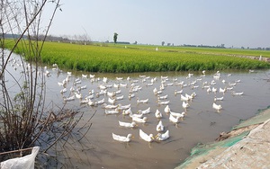 Dụ cá đồng vào ruộng lúa, lại nuôi thêm vịt bơi trắng cả nước, cứ 1ha nông dân Đồng Tháp lời 100 triệu