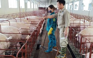 Gửi tới Thủ tướng Chính phủ tâm tư của nông dân: Giá thức ăn chăn nuôi tăng 11 lần, có hộ bỏ chuồng không