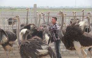 "Bốn chàng ngự lâm" đất Mỏ bỏ phố về quê, người nuôi gà, nuôi chim, kẻ trồng cây bán hoa thấy đời vui phơi phới