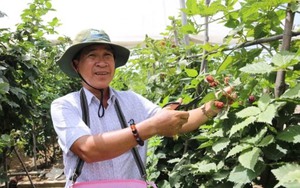 Mâm xôi là cây gì mà ra quả mọng mọng ở vùng đất Ninh Thuận, ăn một vài trái tỉnh cả người