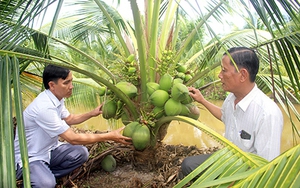 Thứ dừa lùn trồng năm trước năm sau đã "đẻ" quá trời trái, muốn hái nông dân Hậu Giang phải ngồi