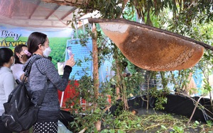 Tổ ong rừng nặng 43kg, dự kiến thu 15 lít mật ở Cà Mau chính thức xác lập kỷ lục Việt Nam