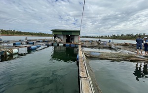 Đồng Nai: Nguồn nước nuôi thủy sản ở đoạn sông nào bị ô nhiễm nhất, nguyên nhân do đâu?