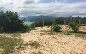 Bát nháo buôn bán đất đai tại xã đảo ở Cam Ranh