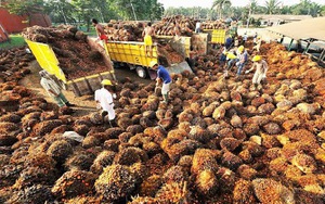 Thu hoạch và chế biến dầu cọ trong nhà máy ở Indonesia