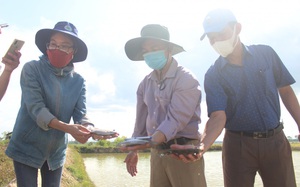 Nuôi cá dìa thử nghiệm trong ao tôm bỏ hoang, nông dân Quảng Trị bắt 1,4 tấn, bán 140.000 đồng/kg
