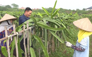 Trồng thứ cây leo cột, ra quả trông như cục vàng, nhiều người đi qua cứ đòi xem tận mắt