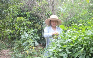 Loài cây này dân trồng làm hàng rào cho đẹp như cây cảnh, giờ là thứ rau đặc sản không dễ tìm ở Quảng Nam