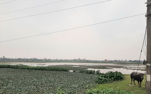 Vì sao nhiều nông dân ở xã này của Hà Nam bỏ ruộng hoang, nhà nhiều bỏ cả mẫu, nhà ít bỏ một vài sào?