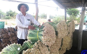 Trồng thứ cây gọi thân là củ, giá bán bất ngờ tăng gấp đôi, nông dân Tiền Giang nhổ mệt mà cầm tiền thấy thích