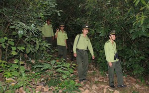 Quảng Nam: Giám đốc sở NNPTNT tỉnh nói nguyên nhân rừng bị giảm hơn 2.850ha