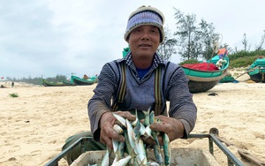 Việt Nam bất ngờ thu ngay 40 triệu USD nhờ bán một loài cá bình dân sang Mỹ, Nhật Bản