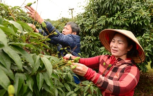 Một loại trái cây của Việt Nam chuẩn bị được bán sang Mỹ vào ngày 18/5 tới