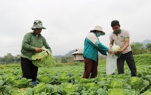 Nông dân Mộc Châu trồng rau, củ, quả theo hướng nào mà cho thu hàng trăm triệu đồng mỗi năm?