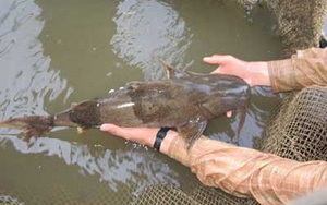 Tuyên Quang: Xuống sông Lô đóng lồng nuôi toàn cá đắt tiền, có cả loài cá tiến vua, thương lái tranh nhau mua