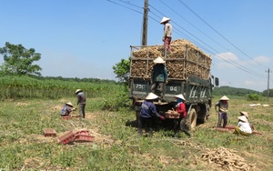 Trung Quốc tăng tốc thu gom 95,6% một loại nông sản của Việt Nam để làm gì?