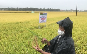 Nông dân Bình Định mê mẩn một giống lúa siêu năng suất, cơm ngon lại còn sống khỏe trên vùng đất phèn mặn 