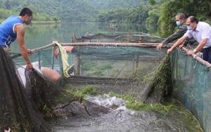 Vùng nước sông Găng ở Nghệ An, nông dân nuôi thứ vịt gì, nuôi loài cá gì mà con nào cũng sạch đẹp, nhanh lớn?