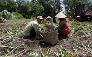 Tại sao Trung Quốc mua loại nông sản này nhiều nhất thế giới, gom của Việt Nam, Thái Lan chưa đủ còn mua của Lào?