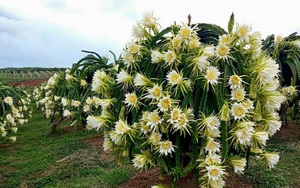 Bình Thuận: Giá thanh long tăng nhanh, nông dân rầu rĩ vì chả còn quả nào bán