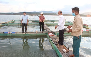 Cá nuôi ở nơi này của Gia Lai là loài cá gì mà dân bảo to rồi, thương lái phải to nữa mới mua?