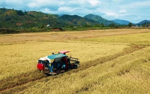 Đắk Lắk đứng đầu Tây Nguyên và thứ hai cả nước về những điều liên quan đến một loại cây