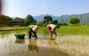 Sơn La: Tập trung xuống đồng chăm sóc lúa xuân