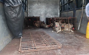 Gia Lai: Kiểm tra ô tô tải nghi vấn, phát hiện 27 con chó