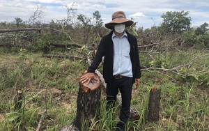 Đắk Lắk: Gần 100ha rừng bị phá là do dịch Covid-19?