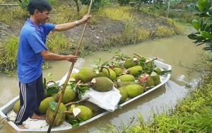 Giá mít Thái hôm nay 7/4: Mít bán rẻ nhất có 4.000 đồng/kg, chả nhà vườn lẫn thương lái chán chả buồn dự đoán