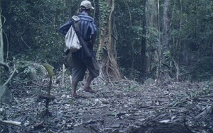 Vụ trâu nhà dính bẫy thú chết trong rừng bảo tồn: Nhiều trâu nhà vẫn đang mất tích, bẫy ảnh chụp được thợ săn